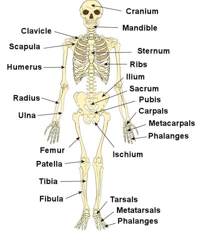 Best 25+ Human anatomy chart ideas on Pinterest Human anatomy - muscle chart template Best 25+ Human anatomy chart ideas on Pinterest Human anatomy - muscle chart template