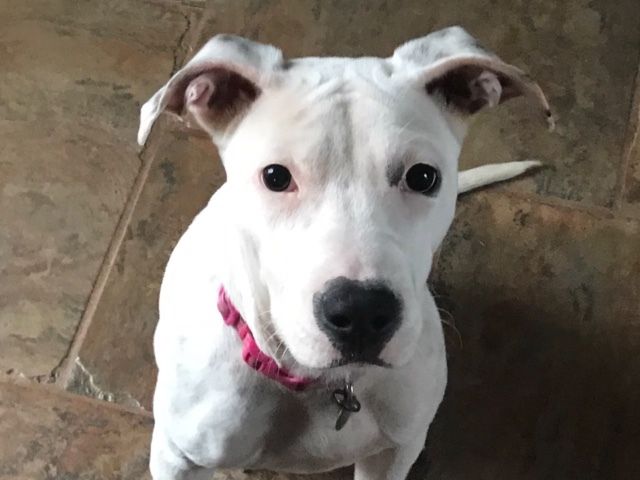 Adopt Coco On Terrier Mix Dogs Terrier Mix Animal Rescue