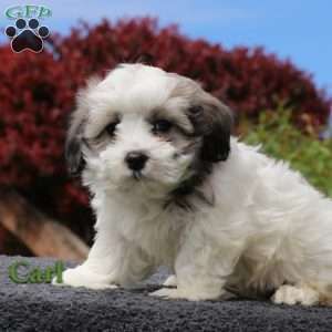 New Arrivals Schnoodle Puppies For Sale Greenfield Puppies Puppies
