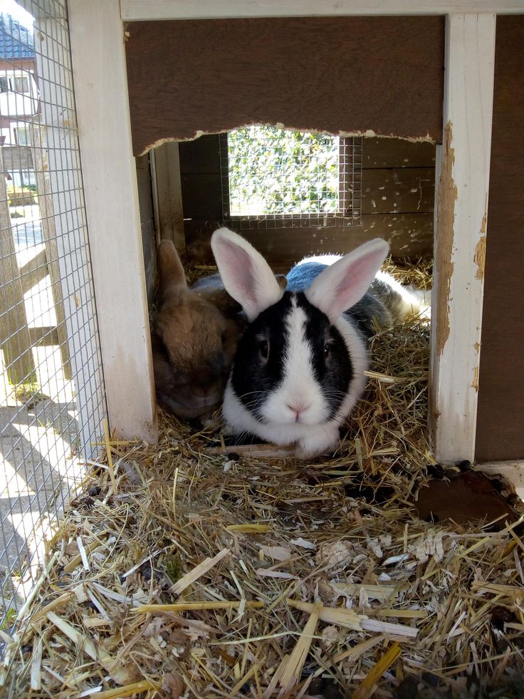 Look at dis baby Here are the best bunny tips and tricks