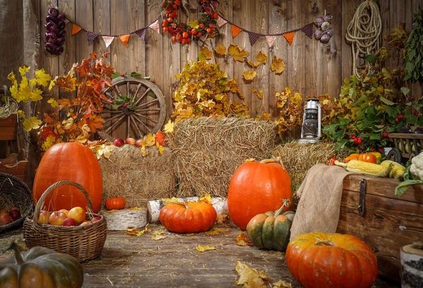 Kate 20x10ft Autumn Bumper Harvest Pumpkin Sunflowers Photography Backdrop Soft Fabric Wood Wall Window Backgrounds Fall Tree Backdrops Kate 20x10ft Autumn Bumper Harvest Pumpkin Sunflowers Photography Backdrop Soft Fabric Wood Wall Window Backgrounds Fall Tree Backdrops