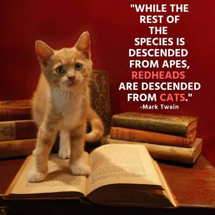 500 Orange Cat Names The Only List You ll Need To Find The Perfect names-for-an-orange-cat-cats-cat-names-cute-pet-names