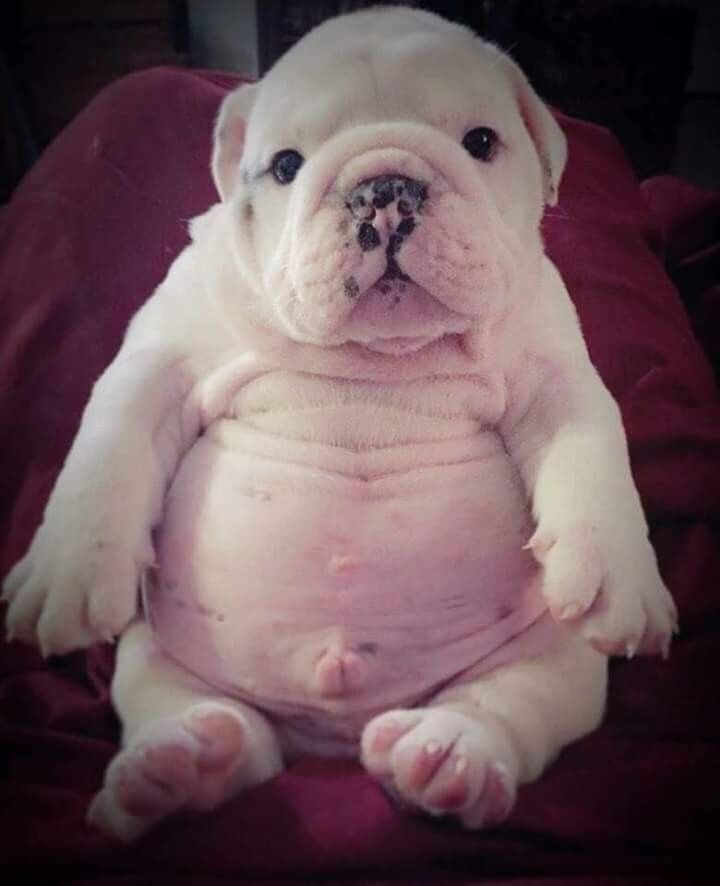 Pin On Dogs He Mau Ilio