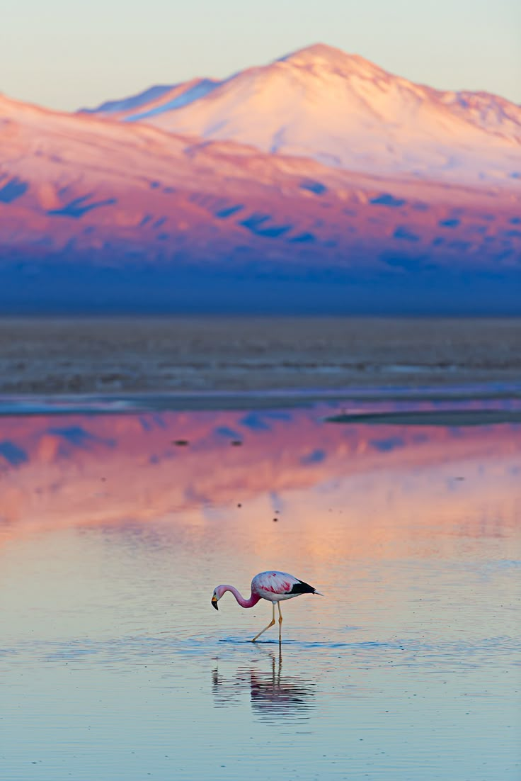 a flamingo standing in the water with mountains in the background