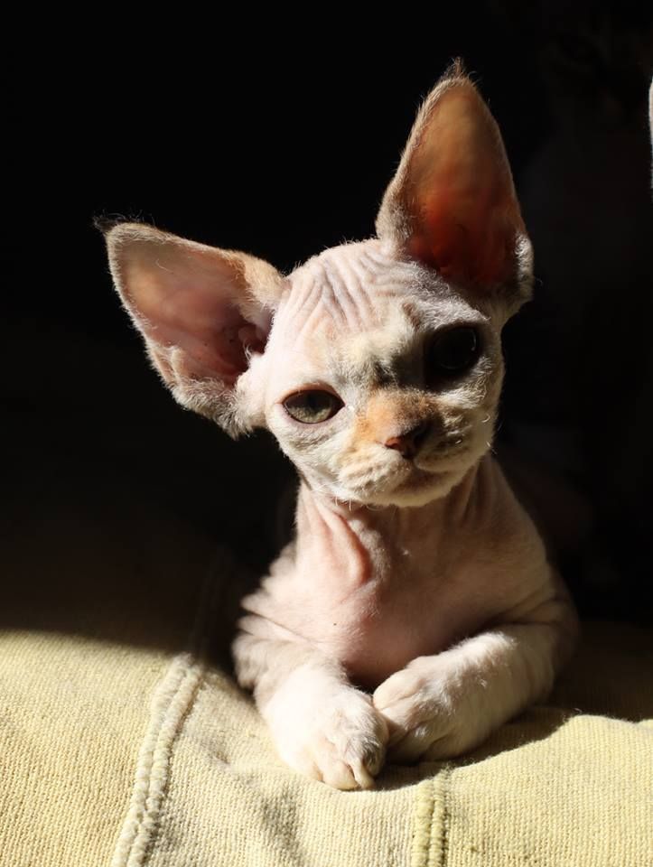 gato sphynx beb gatito sphynx gatito beb devon rex gato sphynx beb gatito sphynx gatito beb devon rex