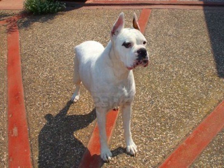 Best Dog Breeders In Kolkata Best Dog Breeders In Kolkata