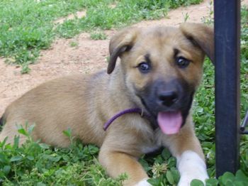 australian shepherd with german shepherd best 25 australian shepherd lab mix ideas only on pinterest australian shepherd with german shepherd best 25 australian shepherd lab mix ideas only on pinterest