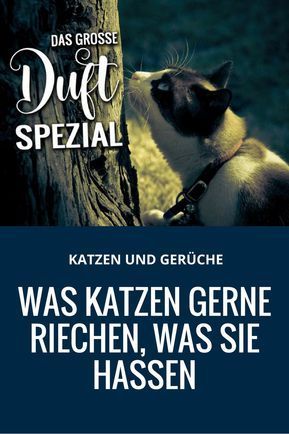 Das große DUFT-SPEZIAL: Was Katzen gerne riechen, welche Gerüche sie verjagen – Dies und Das Das große DUFT-SPEZIAL: Was Katzen gerne riechen, welche Gerüche sie verjagen – Dies und Das