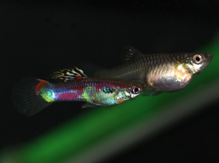 ベトナムワイルド 元気です 虹色めだか 21 虹 ベトナムワイルド 元気です 虹色めだか 21 虹