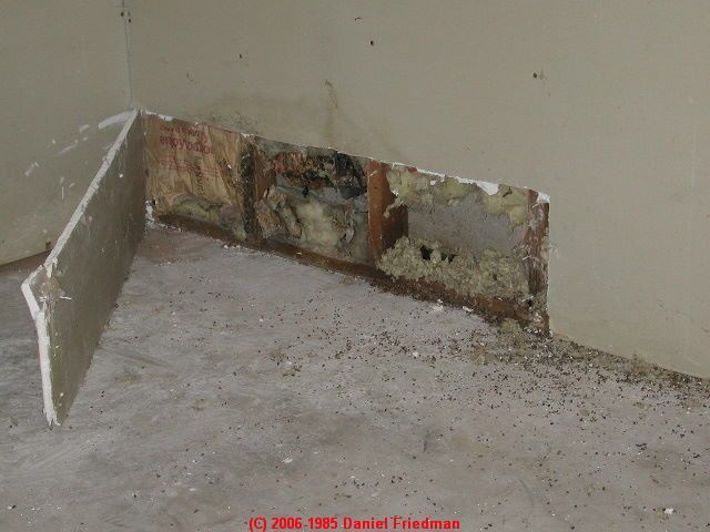 How We Survived Toxic Black Mold Exposure How We Survived Toxic Black Mold Exposure