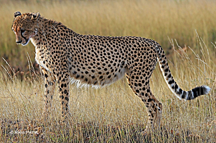 Cheetah For Sale Texas My Blog