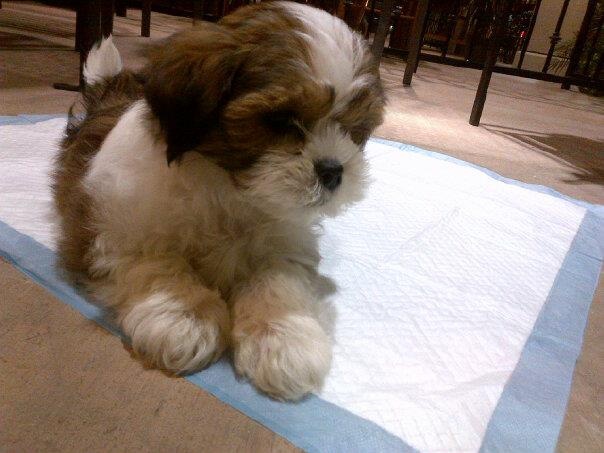 shih tzu mixed maltese best 25 shih tzu maltese mix ideas on maltese shih tzu shih tzu mix and shih tzu mixed maltese best 25 shih tzu maltese mix ideas on maltese shih tzu shih tzu mix and