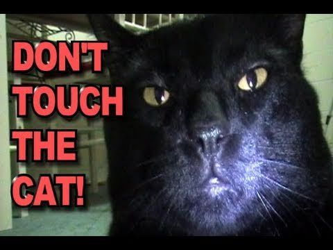 Sylvester The Talking Cat You Will Die To Kitten Sylvester The Talking Cat You Will Die To Kitten