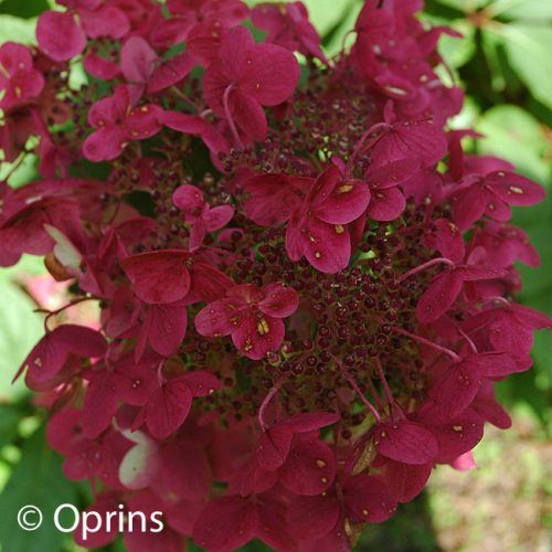 Die besten 25+ Hydrangea farben Ideen auf Pinterest Hortensien - abo mein schoner garten Die besten 25+ Hydrangea farben Ideen auf Pinterest Hortensien - abo mein schoner garten