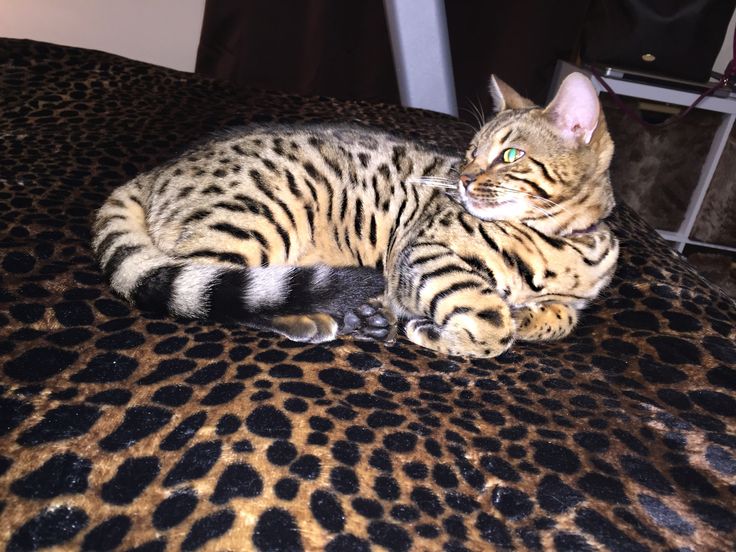 ragdoll kittens for sale spokane wa