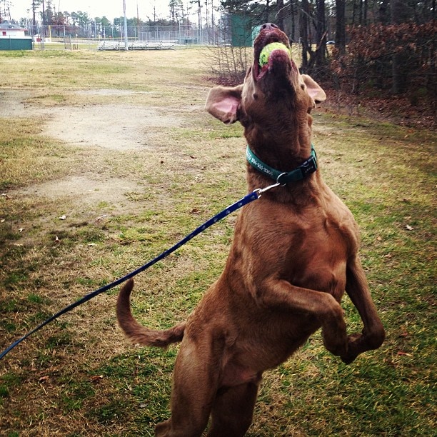 Best Dog Food For Chesapeake Bay Retrievers Best Dog Food For Chesapeake Bay Retrievers