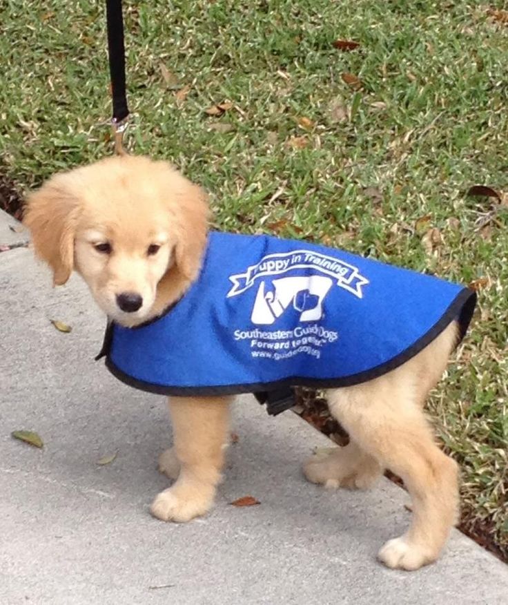 best service dogs 20 best guide dogs images on service dogs guide and best service dogs 20 best guide dogs images on service dogs guide and