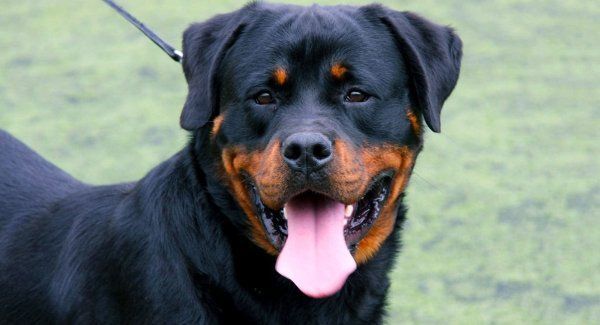 Pin By Big Barker Dog Beds On Devoted Rottweilers Rottweiler