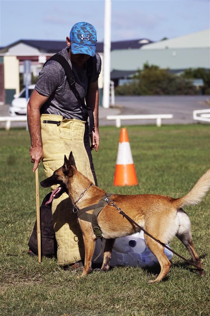 In Kennel Dog Training Gold Coast In Kennel Dog Training Gold Coast