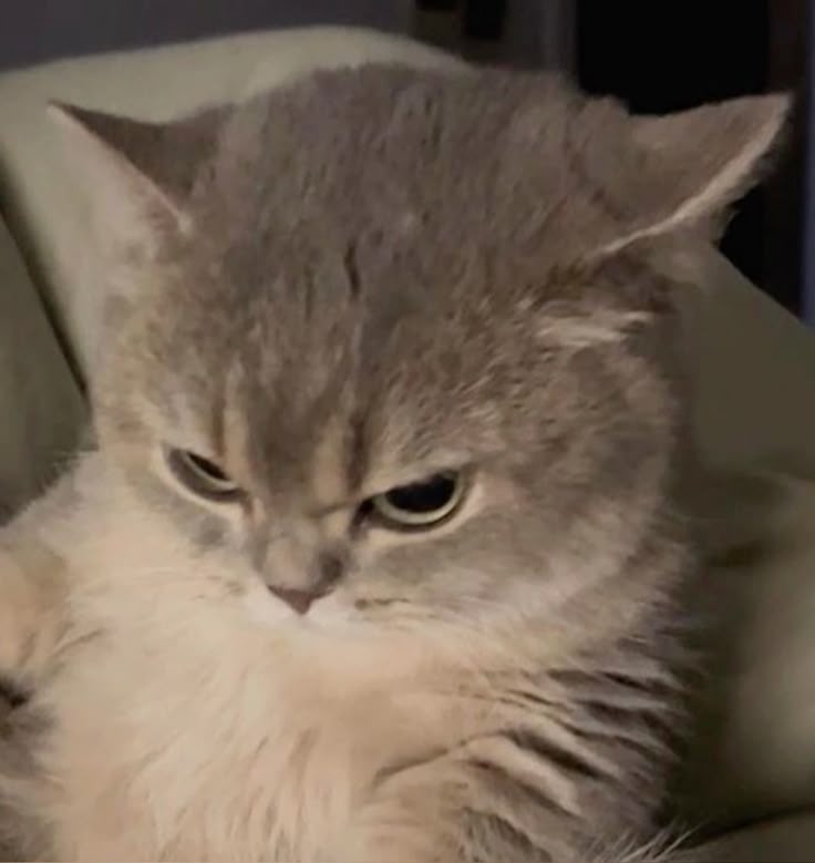 Angry Cat Cat Memes Funny Cats Angry Cat E7400321d9d52fe28b88a1fc91b4bcc7