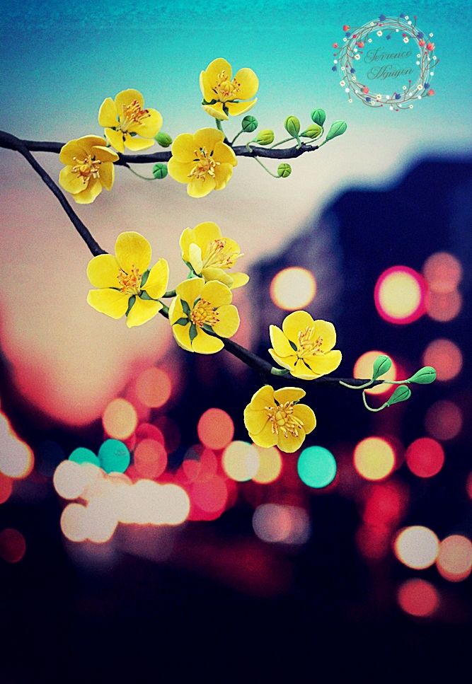 english ochna flower lunar year in vietnam vietnamese english ochna flower lunar year in vietnam vietnamese