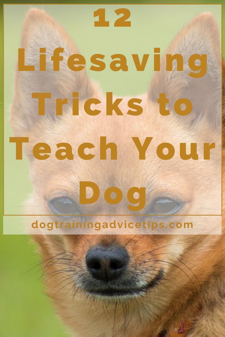 11 Lifesaving Tricks To Teach Your Dog Quick Dog Training Tips