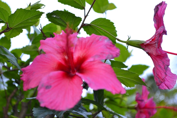 pink flowers with green leaves in the foreground and white sky in the back ground