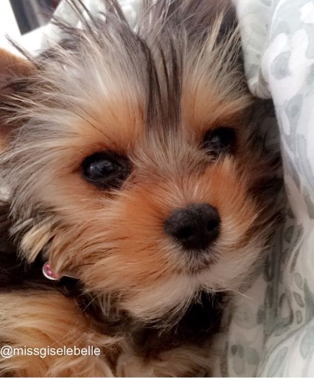 Yorkie Yorkie Puppy Biewer Yorkie Cute Puppies