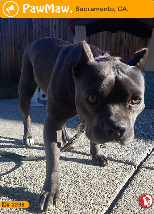 Help Unknown Is Found Pets Animals Losing A Pet