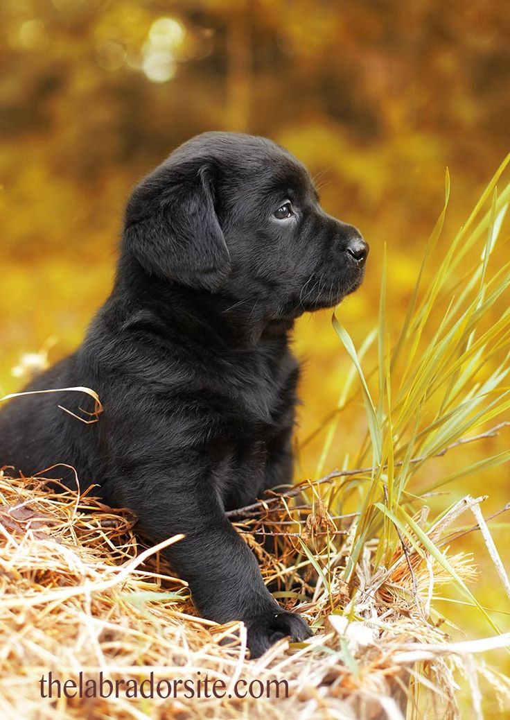 6 week puppy care 25 beste idee 235 n zwarte lab puppies op zwarte labradors lab puppies 6 week puppy care 25 beste idee 235 n zwarte lab puppies op zwarte labradors lab puppies