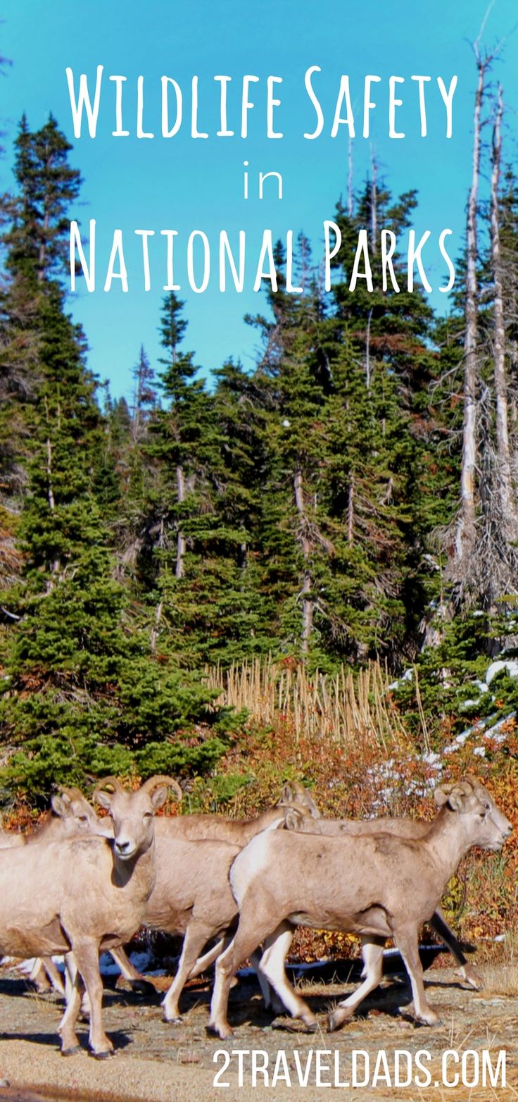 Wildlife Safety in National Parks keeping humans & animals safe