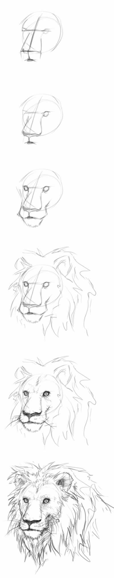 best 25 lion head drawing ideas on pinterest roaring lion best 25 lion head drawing ideas on pinterest roaring lion