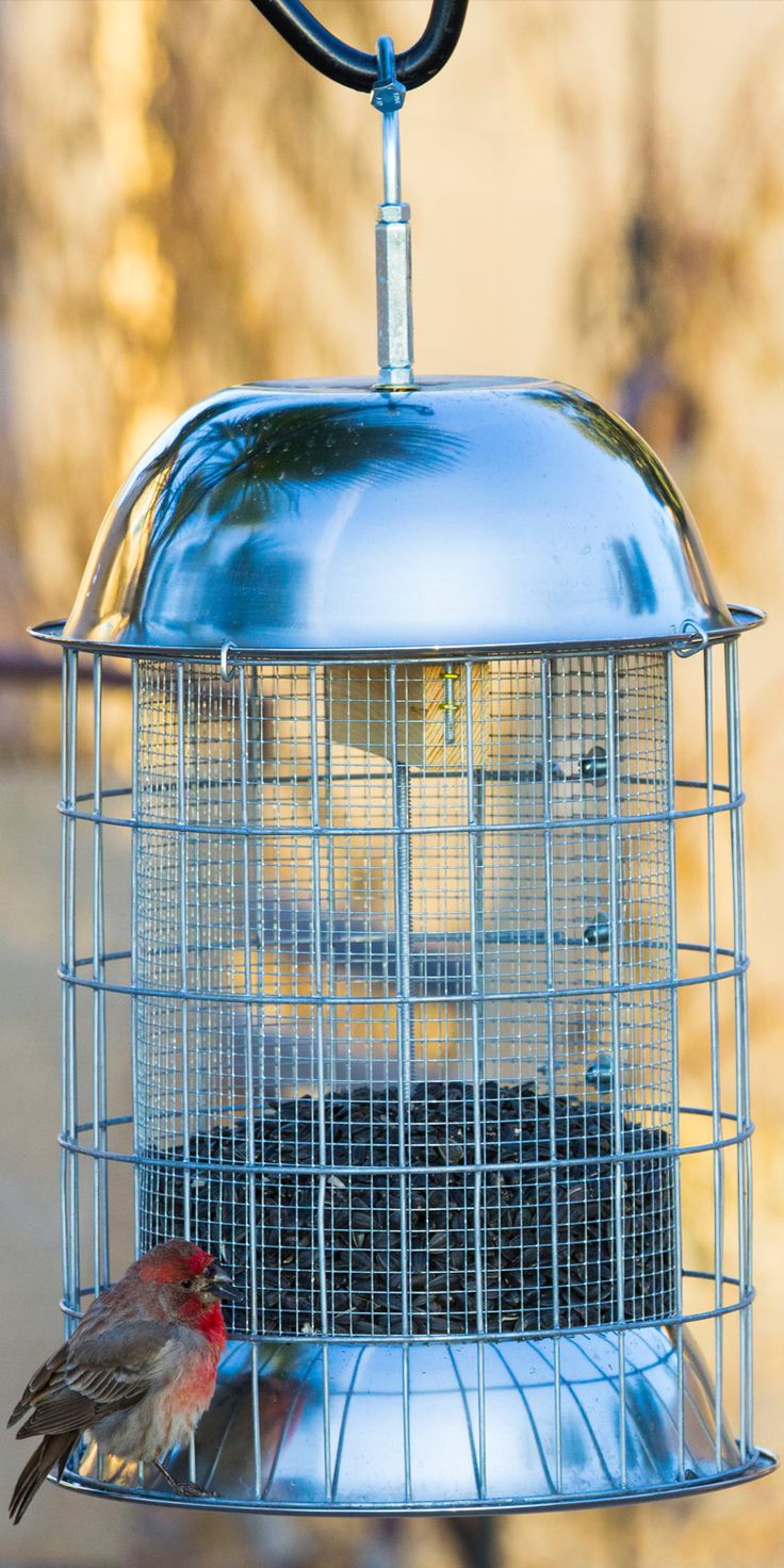 537 best for the birds and squirrels images on pinterest 537 best for the birds and squirrels images on pinterest
