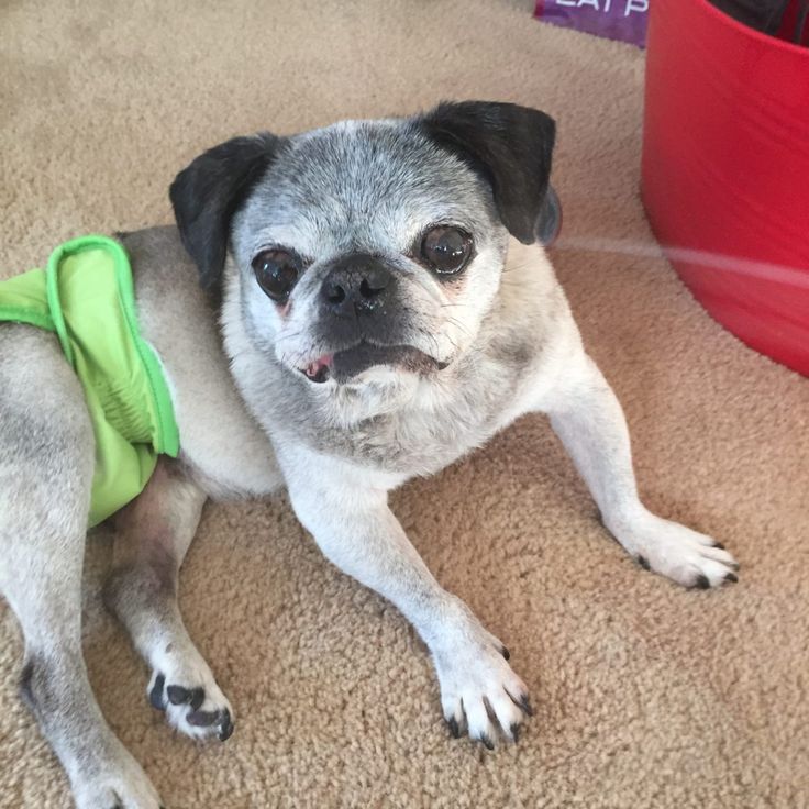 Tiger Lily Snort Rescue Adoptable Dog Senior Pug Dog