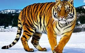 Fetter Tiger Fetter Tiger