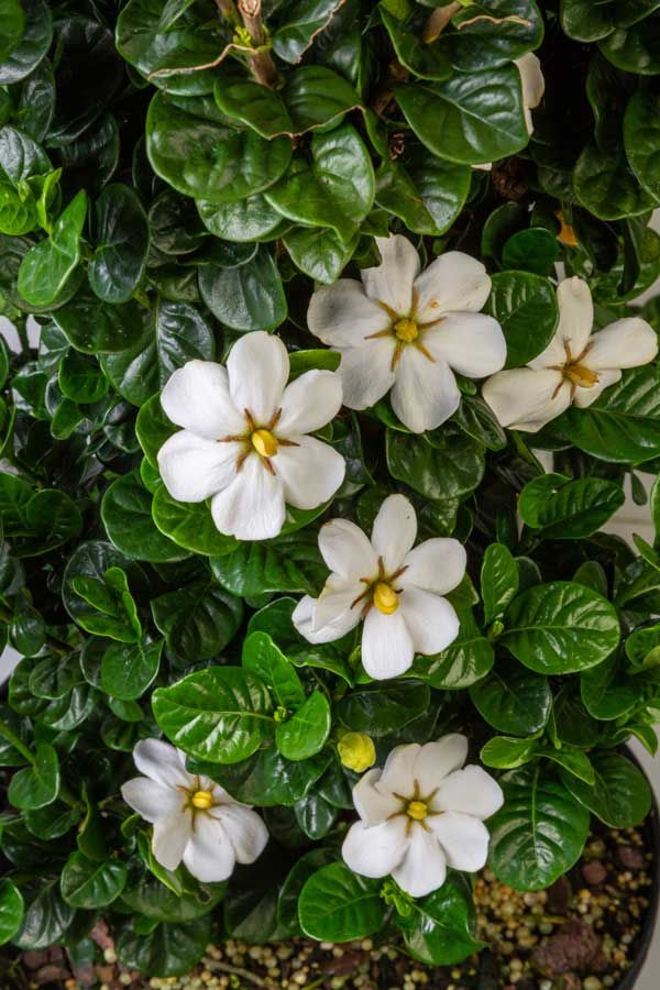 Diamond Spire Gardenia Shop Online With Plantsbymail Com With