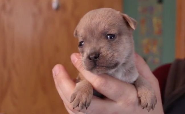 The Michigan Humane Society Helped This Two Day Old Puppy Find The