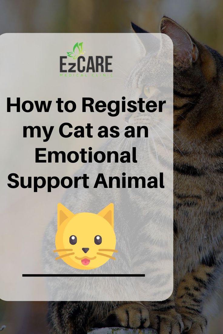How to Register a Cat as an Emotional Support Animal EZCare Clinic