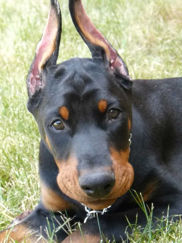 Champion European Doberman Puppies For Sale Ckc Doberman Puppies