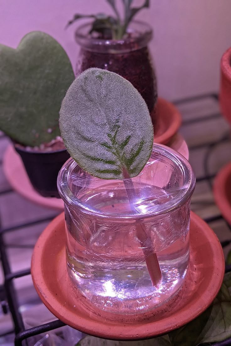 Poppy propagation