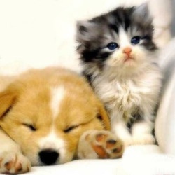 48 Best Kittens And Puppies Images On Pinterest Puppys Fluffy Kitten And Puppy
