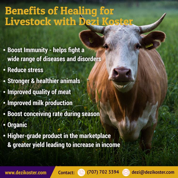 Dressing Percentage Animal Science Veterinary Science Teaching Helpers