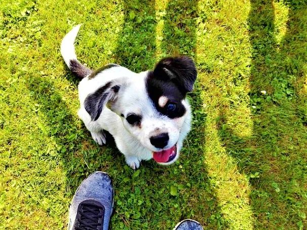 Dog Training Guide A Spray Bottle Filled Up With Water Is An