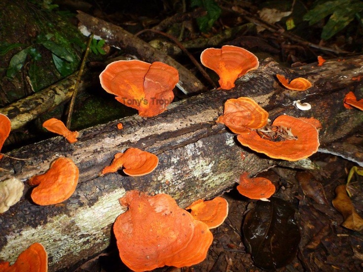 Fungi in asias rainforest