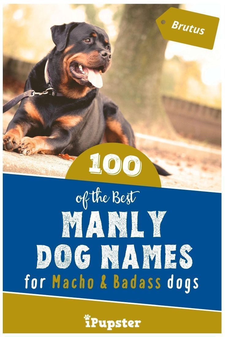 Large Dog Names Inbabu large-dog-names-inbabu