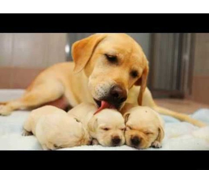 Just Click The Link To Get More Information Akita Puppy Click The