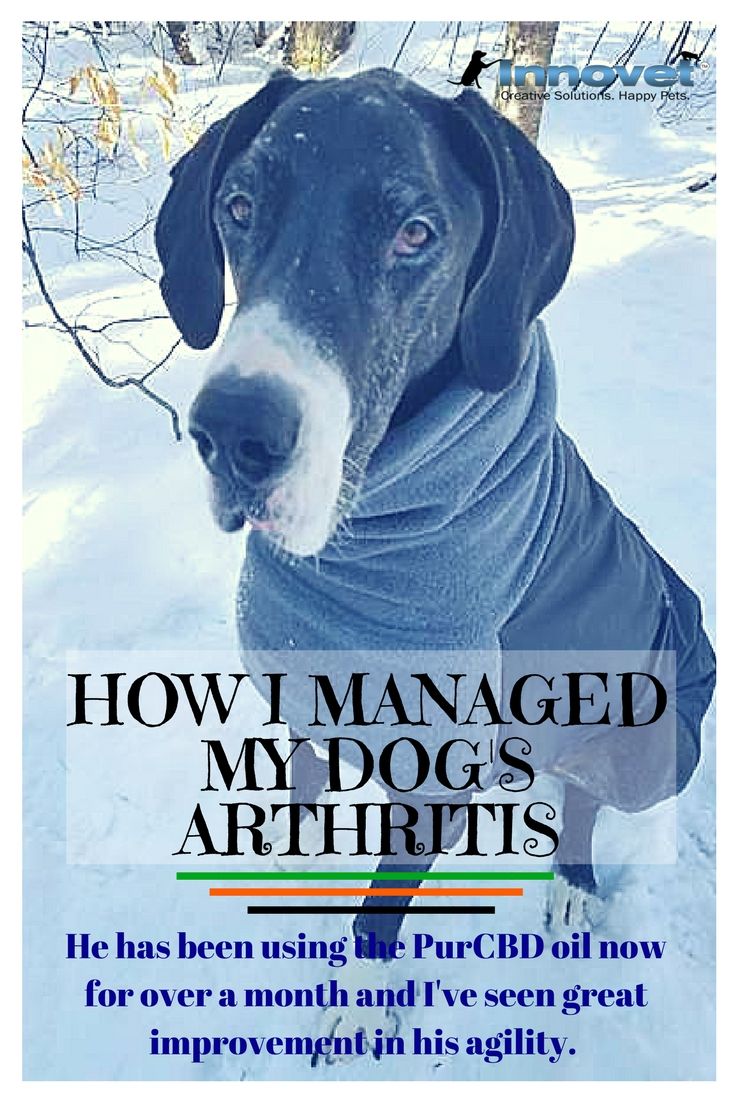 How I Managed My Dog S Arthritis Dogs Happy Animals Arthritis