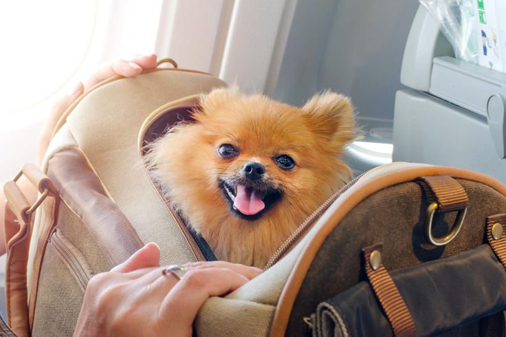 How to travel with your pet