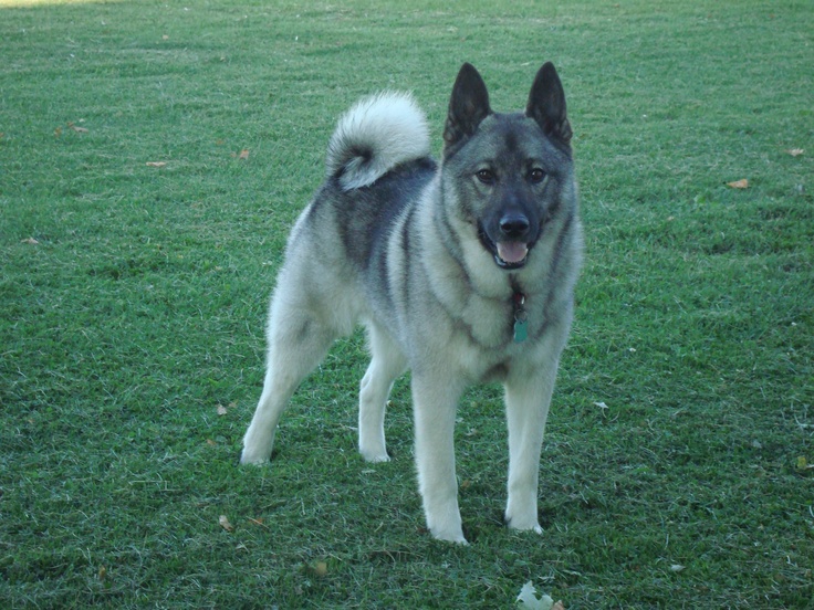 Are Norwegian Elkhounds Good Family Dogs Are Norwegian Elkhounds Good Family Dogs