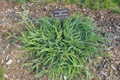 Crabgr Varieties Information On Types Of Weeds New Crabgr Varieties Information On Types Of Weeds New Gardening Know How Articles Pinterest Weed Control And Plants